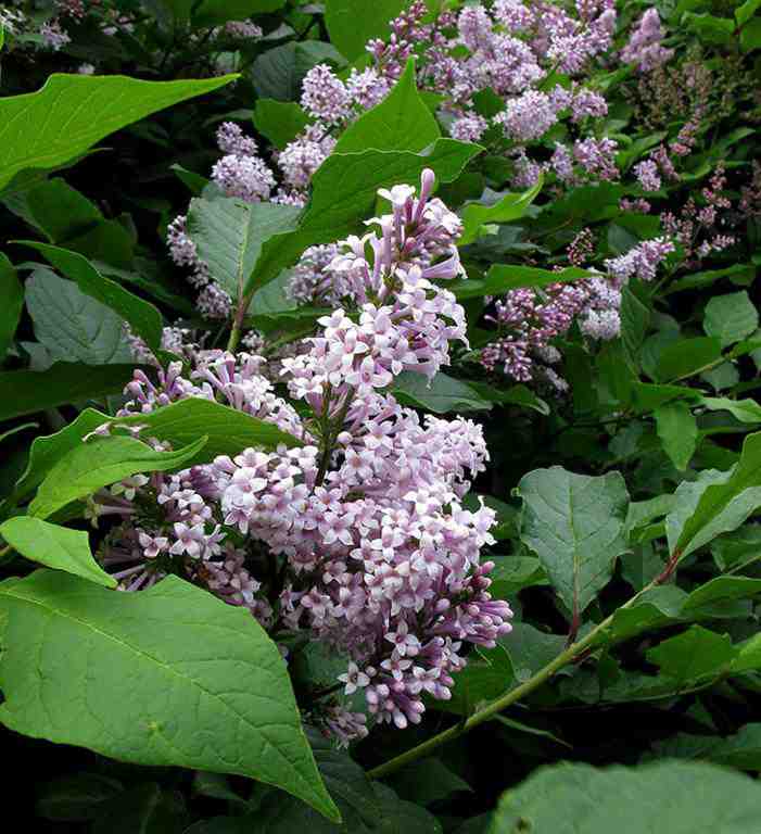 Сирень венгерская(Syringa josikaea)